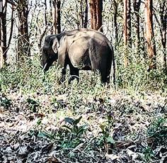 வறட்சியின் பிடியில் முதுமலை: தண்ணீர் தேடி இடம்பெயரும் விலங்குகள்