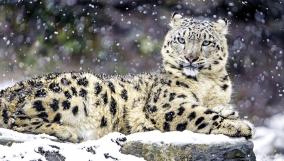 snow-leopard