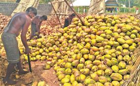 coconut-traders