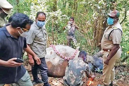 பள்ளத்தில் விழுந்து குட்டி யானை உயிரிழப்பு: மலர் தூவி வனத்துறையினர் அஞ்சலி