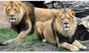 lions-in-hyderabad-zoo-test-covid-19-positive-samples-examined-by-ccmb