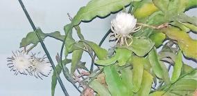 brahma-lotus-flower
