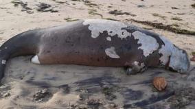 rameswaram-sea-cow-washed-ashore