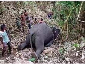 18-elephants-killed-in-lightning-strikes-in-assam-s-nagaon