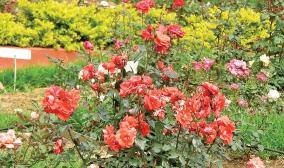 kodaikanal-rose-garden