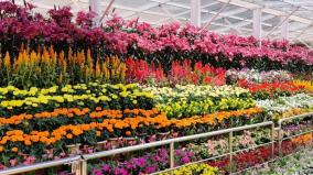 ooty-flower-show-thorugh-online