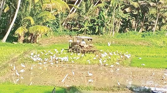 கோடை மழை கைகொடுத்ததால் குமரியில் 6,500 ஹெக்டேரில் கன்னிப்பூ சாகுபடி தொடக்கம்: தேவைக்கேற்ப விதை நெல் கிடைப்பதால் விவசாயிகள் உற்சாகம்