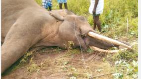 elephant-killed-in-minveli-near-erode