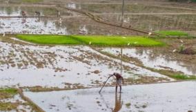 kanyakumari-farmers-face-fertilizers-shortage-issue