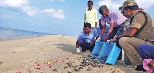 தனுஷ்கோடி கடலில் விடப்பட்ட 19,200 ஆமை குஞ்சுகள்