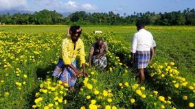 flower-merchants-and-agriculturists-face-loss-due-to-lockdown