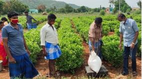 nilakottai-merchants-go-to-fields-to-collect-flowers