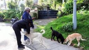 kodaikanal-food-for-street-dog