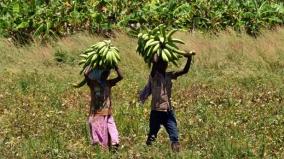corona-curfew-affects-banana-farmers