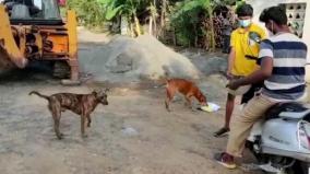 puducherry-youths-helos-street-dogs