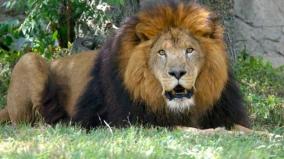 lion-died-of-covid-19-symptoms