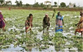 tirunelveli-farmers