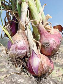 fake-onion-seeds