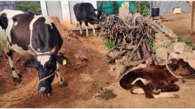 cows-dying-of-syphilis-in-the-nilgiris-farmers-are-worried-that-they-have-not-been-vaccinated-for-a-year