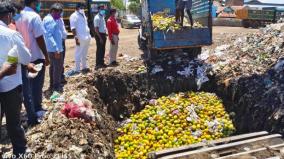 destruction-of-4-tons-of-chemically-ripened-mangos-in-trichy