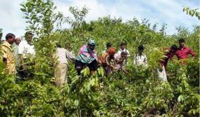 campus-forestry-in-nellai-schools