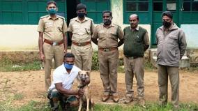 mob-dogs-on-a-mission-to-detect-forest-crime-in-the-nilgiris