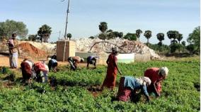 sivagangai-groundnut-farmers-are-under-distress-as-procurement-price-goes-very-low