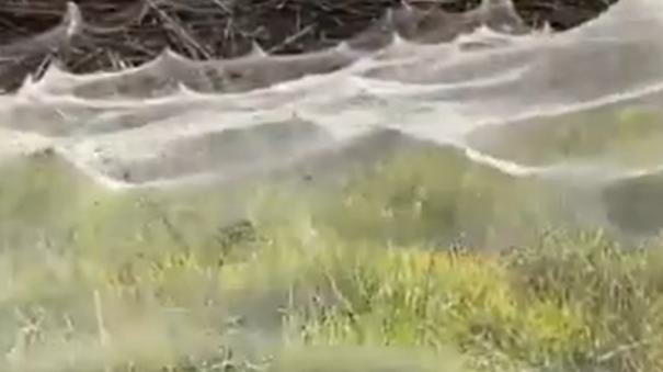 Giant Spiderwebs Blanket Australia After Flooding