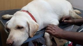 mask-removed-from-a-dog-in-madurai