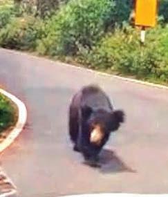 குன்னூர் சாலையில் வாகனத்தை வழிமறித்த கரடி