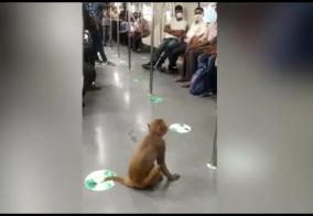 monkey-traveling-on-delhi-metro-train-violating-security-video-goes-viral