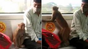 monkey-s-day-out-delhi-metro-to-consult-forest-department