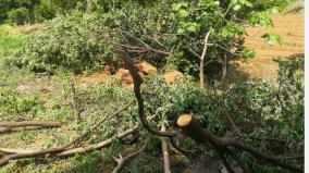 cutting-down-of-sandalwood-trees-near-salem-people-complain