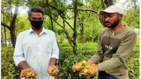 pear-farmers-affected-in-nilgiris