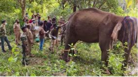 the-body-of-a-female-elephant-that-died-during-treatment-in-the-forest-near-kumari-was-sent-for-examination