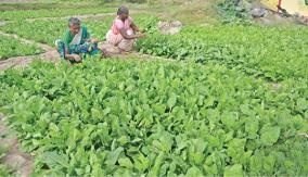 cultivation-of-lettuce