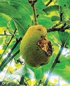 pear-yield