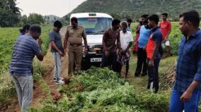 ganja-in-kalvarayan-hills