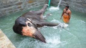 elephant-akila-enjoys-bathing-elephant-akila-enjoys-bathing