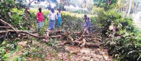 farmers-cut-off-mango-trees