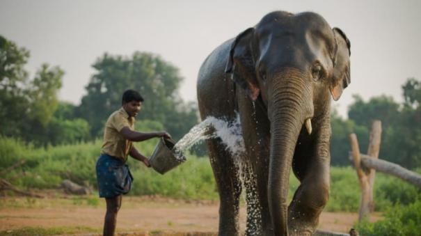 வண்டலூரில் யானைகளுக்கு கரோனா பாதிப்பு இல்லை