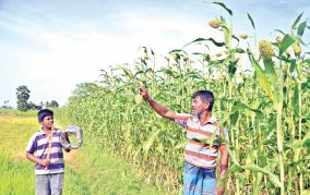 corn-yield