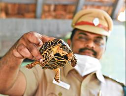 star-tortoise