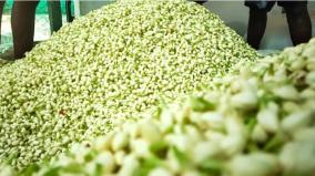 jasmine-flowers-piled-up-in-nilakkottai-market-sending-to-perfume-factory-due-to-lack-of-external-sales