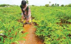 cultivation-of-vegetables