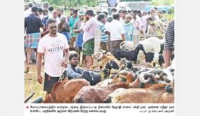 livestock-market