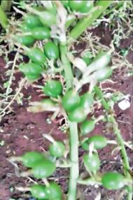cultivation-of-cardamom