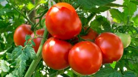 tomato