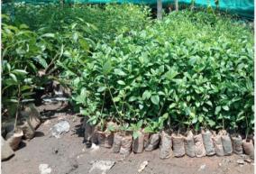saplings-in-pudukkottai-can-be-applied-for-on-demand-forest-department-to-encourage-afforestation-on-private-lands