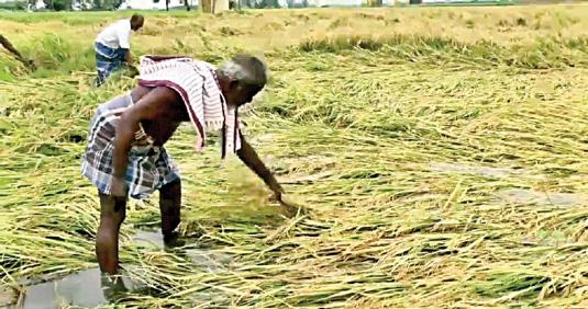 புதுச்சேரியில் கனமழையால் 500 ஏக்கர் நெற்பயிர்கள் நீரில் மூழ்கி சேதம்